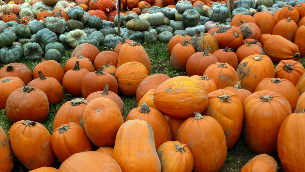 pumpkin, farm, halloween, howell family farm, fonthill, hallowe'en, 